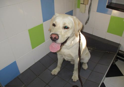 Labradors - attēls