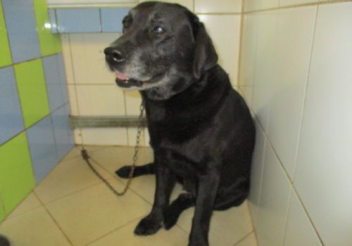 Labradors - attēls