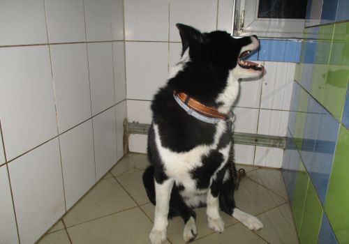 Laika - attēls
