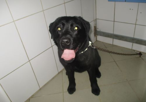 Labradors - attēls