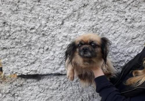 Pekinieša tipa - attēls