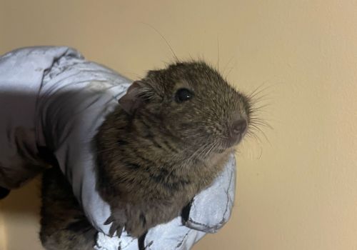 Degu - attēls