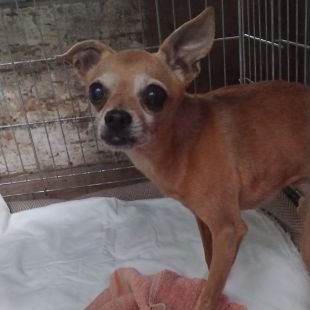 Chihuahua - attēls