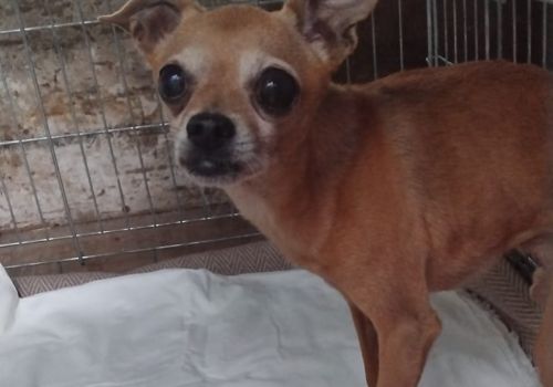 Chihuahua - attēls