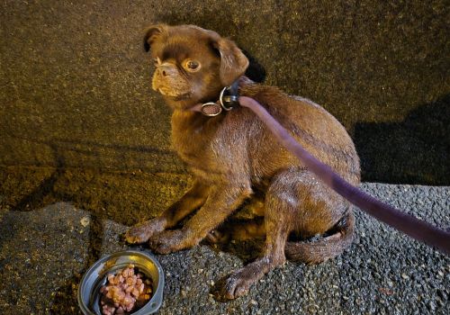 Chihuahua - attēls
