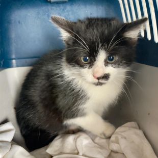 Bezšķirnes - attēls