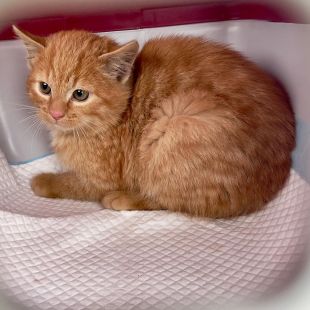 Bezšķirnes - attēls