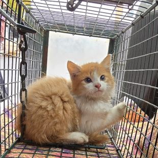 Bezšķirnes - attēls