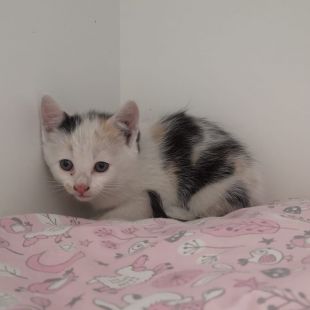 Bezšķirnes - attēls