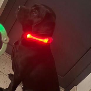 Labradors - attēls
