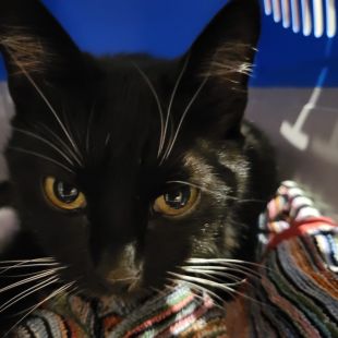 Bezšķirnes - attēls