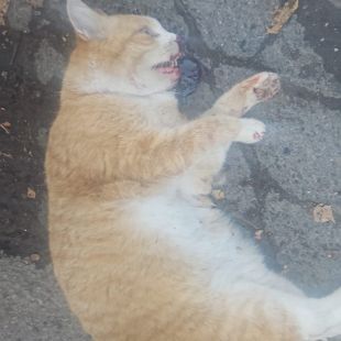 Bezšķirnes - attēls