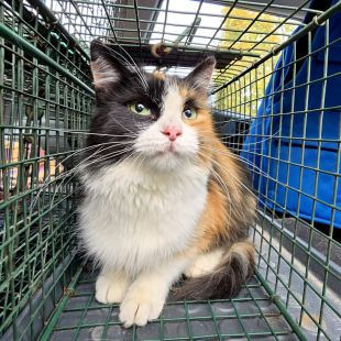 Bezšķirnes - attēls