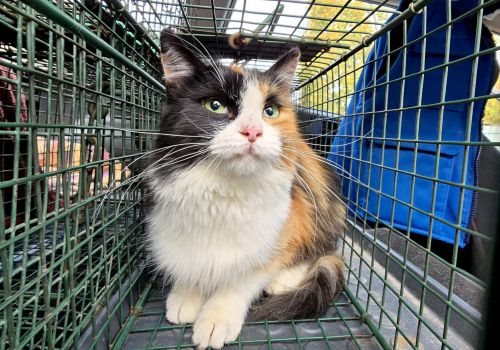 Bezšķirnes - attēls