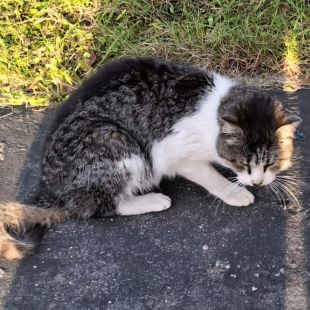 Bezšķirnes - attēls