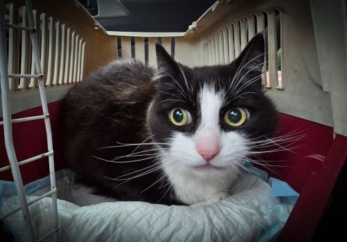 Bezšķirnes - attēls