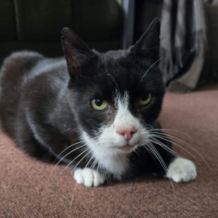 Bezšķirnes - attēls