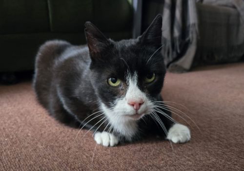 Bezšķirnes - attēls