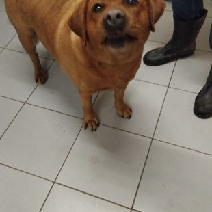 Labradors - attēls