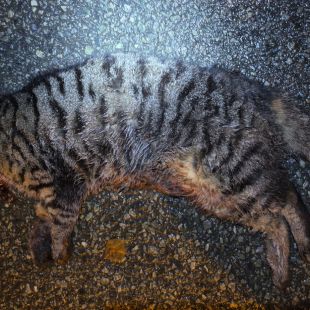 Bezšķirnes - attēls