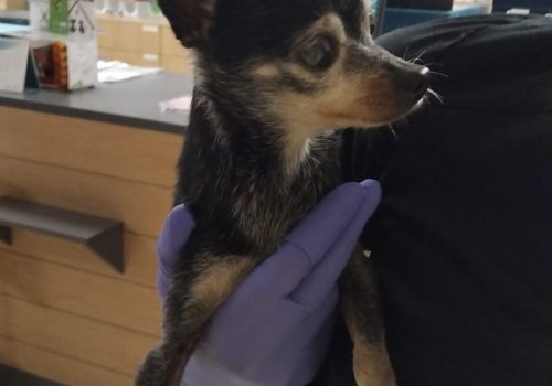 Krievu tojteriers - attēls