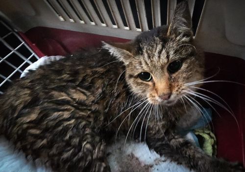 Bezšķirnes - attēls