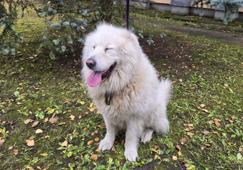 Bezšķirnes - attēls