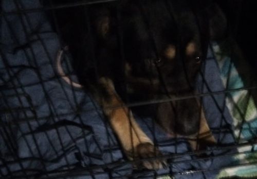 Bezšķirnes - attēls