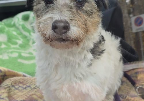 Bezšķirnes - attēls