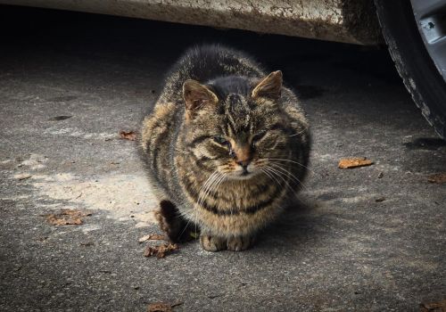 Bezšķirnes - attēls