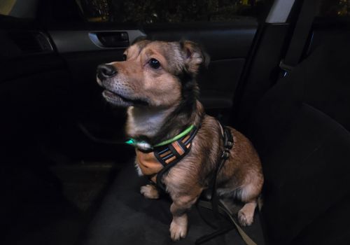 Bezšķirnes - attēls