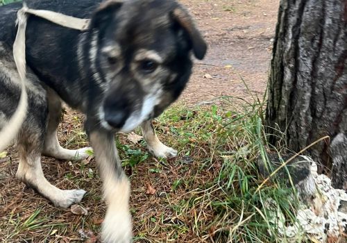 Vacu aitas šķirnes tips - attēls