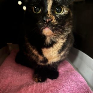 Bezšķirnes - attēls