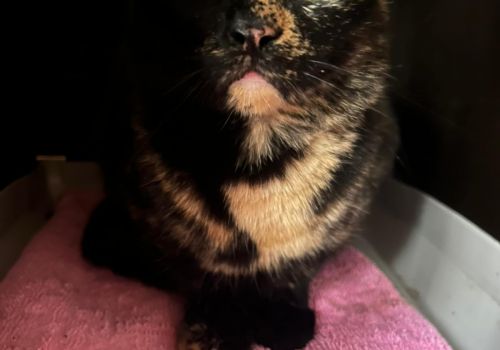 Bezšķirnes - attēls