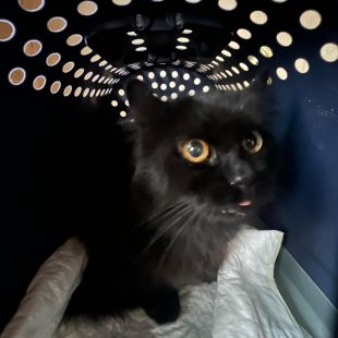 Bezšķirnes - attēls