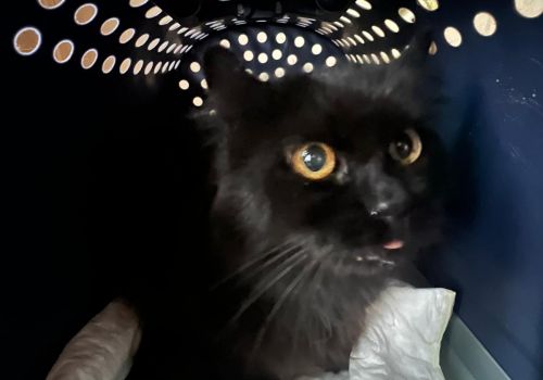 Bezšķirnes - attēls