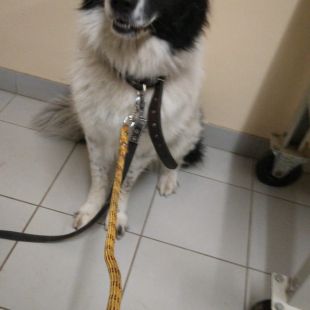 Bezšķirnes - attēls