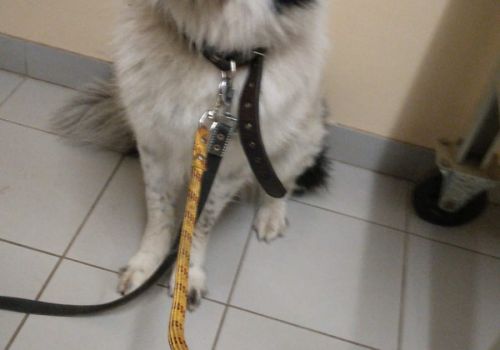 Bezšķirnes - attēls