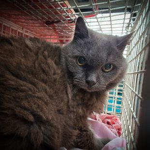 Bezšķirnes - attēls