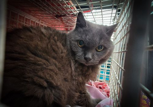 Bezšķirnes - attēls