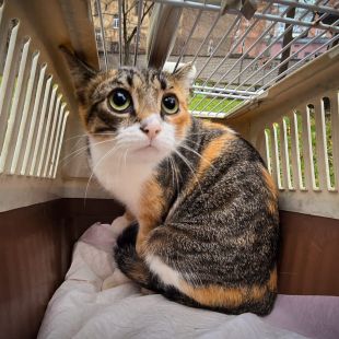 Bezšķirnes - attēls