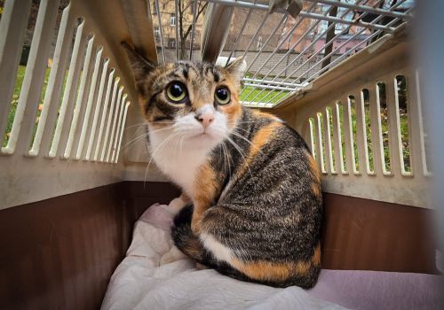 Bezšķirnes - attēls