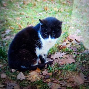 Bezšķirnes - attēls