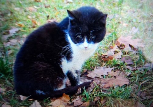 Bezšķirnes - attēls