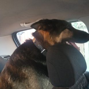 Bezšķirnes - attēls