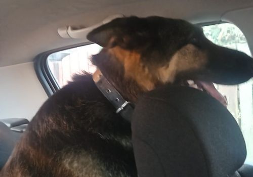 Bezšķirnes - attēls