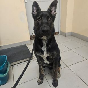 Bezšķirnes - attēls