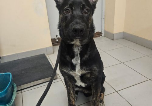 Bezšķirnes - attēls