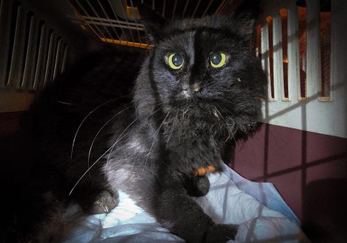 Bezšķirnes - attēls