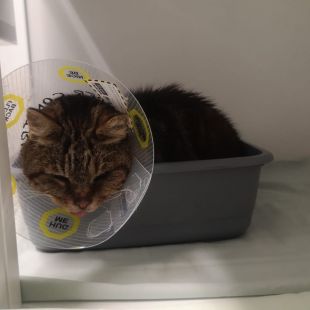 Bezšķirnes - attēls